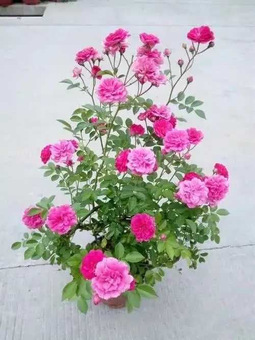 区别|月季、蔷薇、玫瑰有区别，懂得1点，全都能养好，开花一茬茬