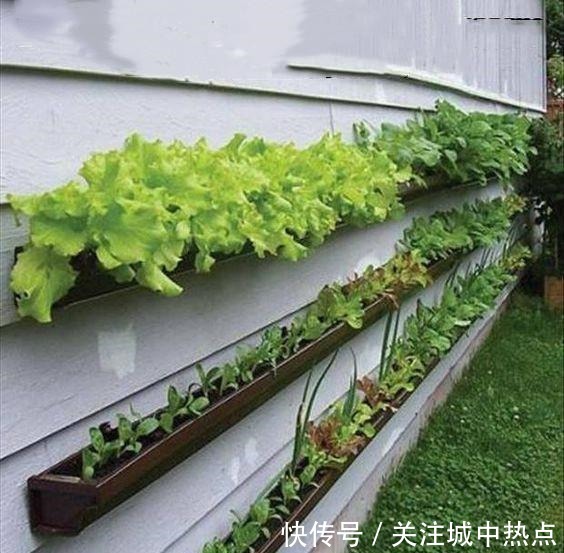 不在院子地上种菜,墙上面积这么大,上下3层种蔬菜再合适不过了!