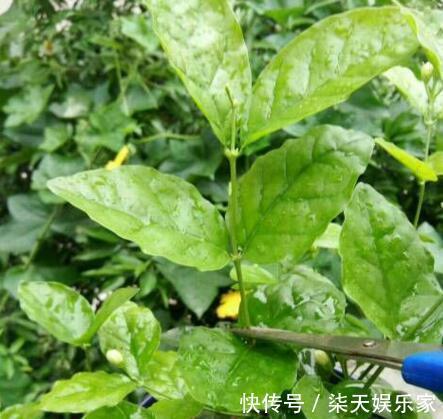 钾肥|栀子、茉莉不开花这么一处理，花苞“嗖嗖冒”，花朵洁白、芳香