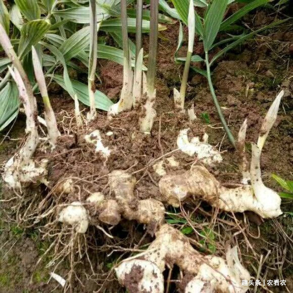 神仙芝草经|价值不输人参,过去用来喂猪,如今被大面积种植,30元一斤很抢手