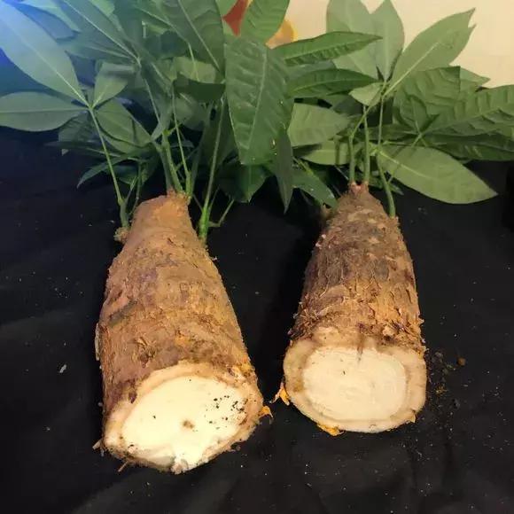 发财树|发财树黄叶烂根,切1刀丢水里,反而长得欢,2周狂冒大白根!