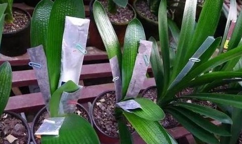 根系|君子兰黄叶、烂根、叶片歪斜、不开花等常见问题,该怎样办