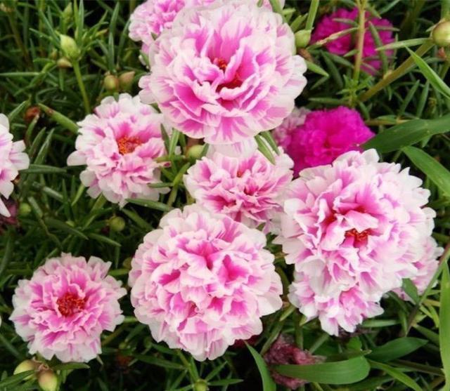 了不起的“太阳花”，耐旱耐晒的“小牡丹”，一年开花360天