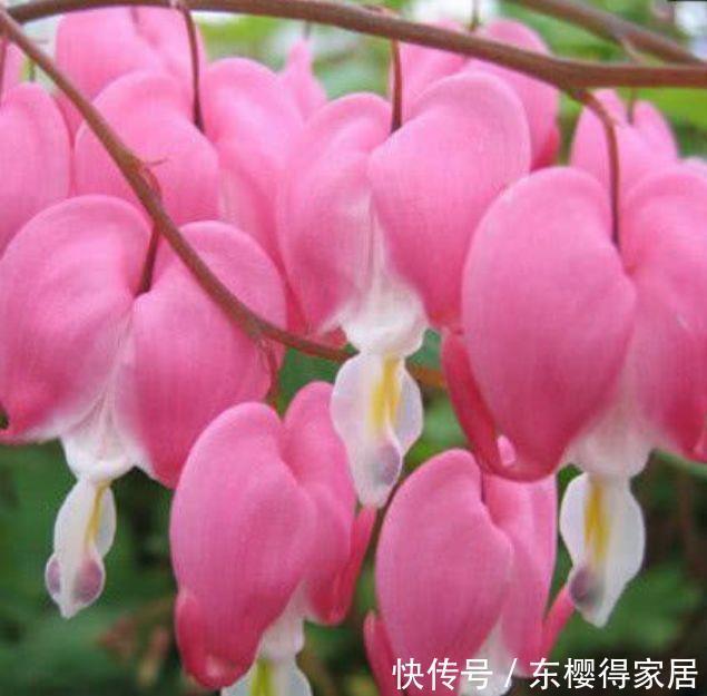 喜欢在家养花卉,试试此几款,花开繁盛惹人爱,娇艳美不胜收