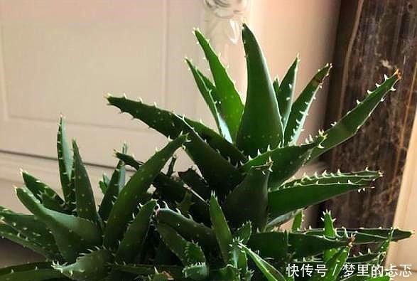 路子|养芦荟,按照这个“路子”,蹭蹭冒小芽,叶片粗壮厚实,挤满盆!