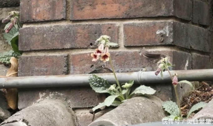 入药|它是“四大仙药”之一,若长在你家屋顶,是你福气,别以为是杂草