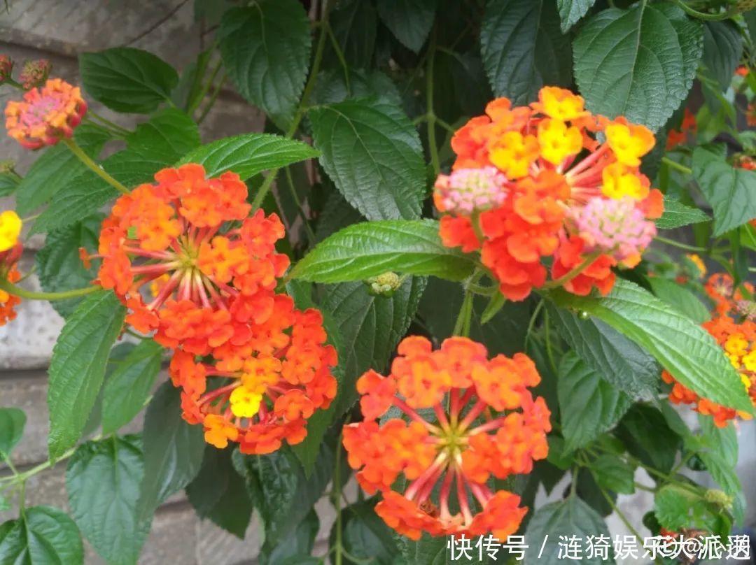 猪笼草|7种花插土里,立马长满院子,蚊虫不敢靠近!