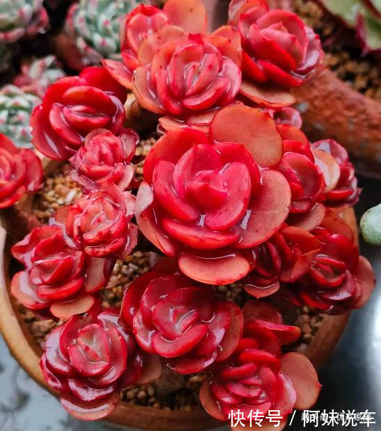 总算知道多肉艳丽的秘密了，原来都是这么控养出来，越控越艳丽