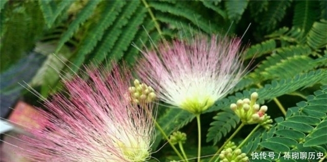 唐朝|白居易李商隐陆游，合欢花诗各一首，看看他们诗作之间深沉的关联