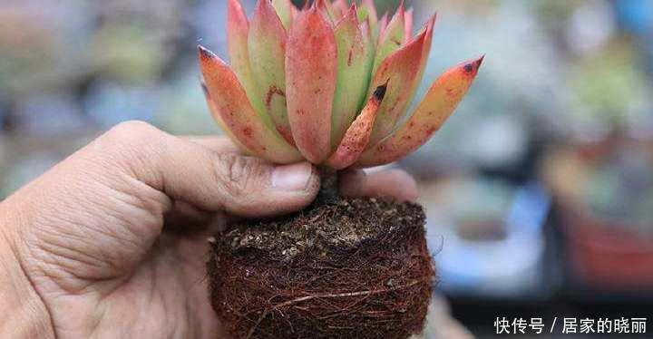 新手养多肉,做到“3步”,一个劲的长,又肥又漂亮,状态好