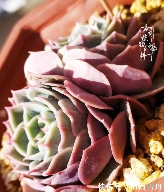 爱上多肉:何须浅碧轻红,自是花中一流!