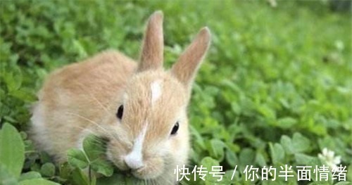 兔子!常言道“兔子不吃窝边草”,其实下一句更经典,知道的人却很少!