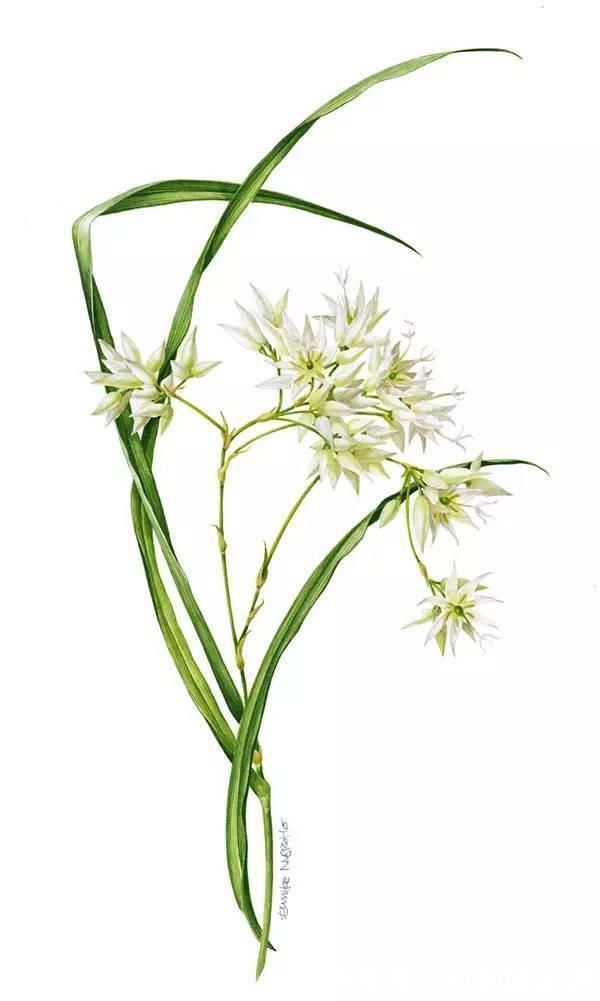 花卉#一位全职妈妈喜欢疯狂画画,教你画水彩花卉