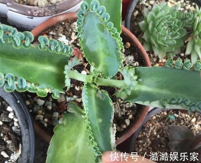 养花杀手养啥养不活这些花寓意好、皮实好养活,附养花技巧!