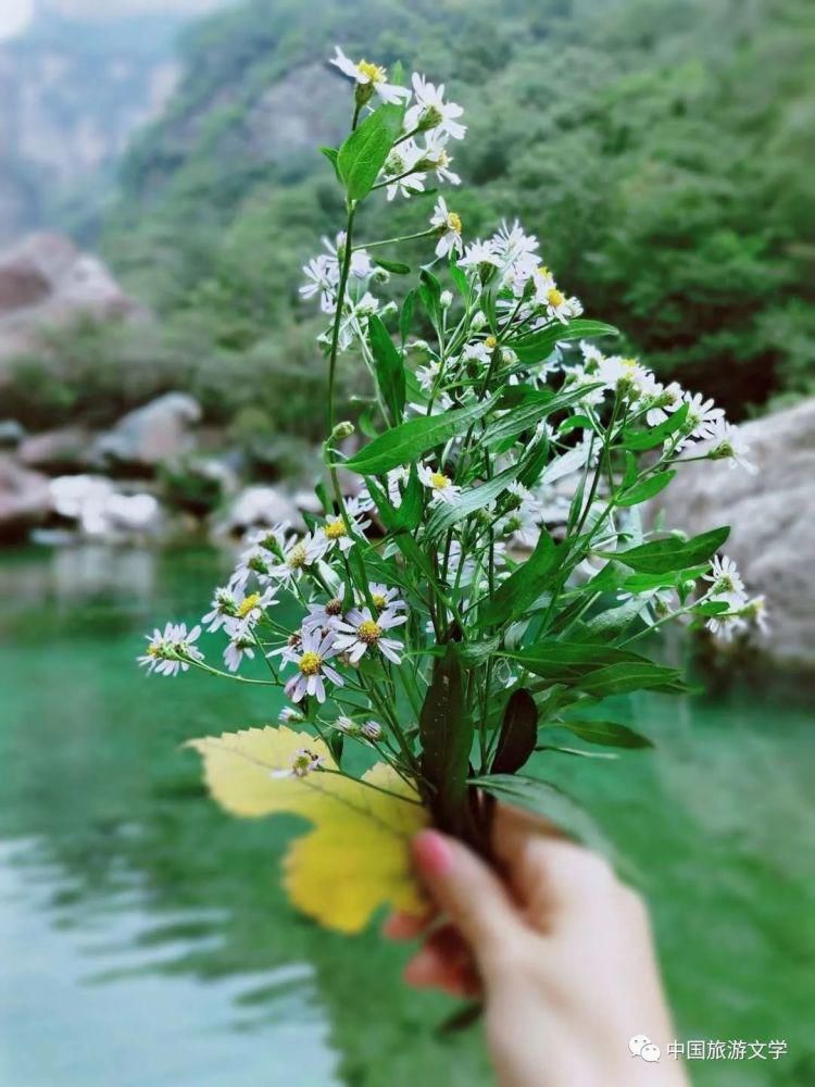 山里|大山里的野菊花