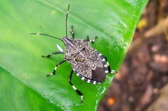 “你眼睛里有只蚂蟥！3厘米长的！”|万象 | 巡逻