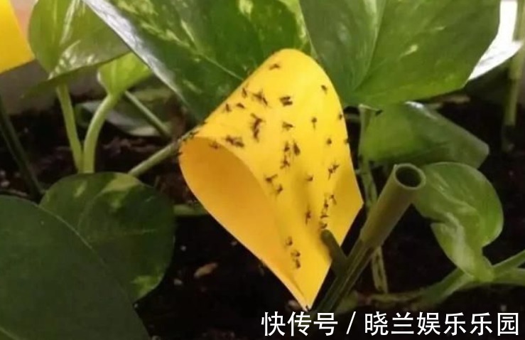 虫害|养花的4种虫害，打药都很难清除，如果遇到，用这些方法试试