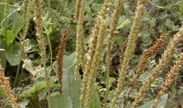 野生蔬菜|以下四种天然的“止咳药”,漫山遍野都是,农村的人很爱吃