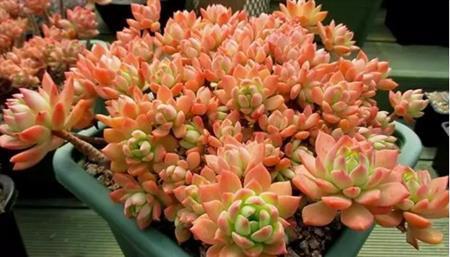 夏天|多肉马库斯真皮实,夏天不休眠,好养好看长成群生肉墩子