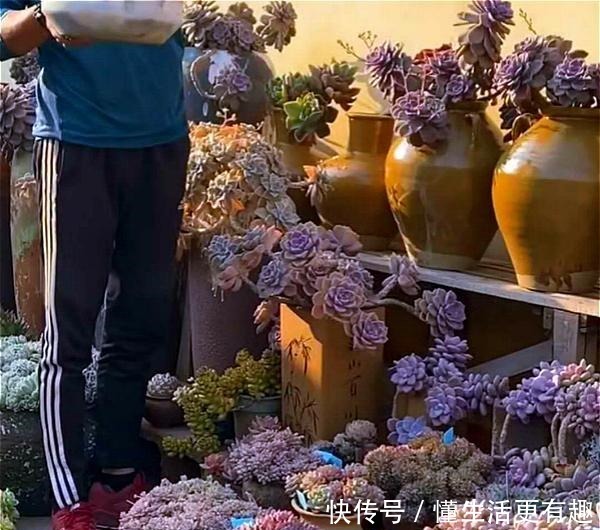 将多肉养成老桩有何难跟着我4步操作,快速养成瀑布型老桩!