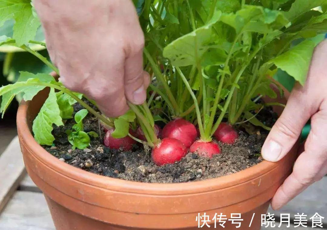 7种“蔬菜”冬天种,0度冻不死,吃一茬冒一茬,连续吃半年