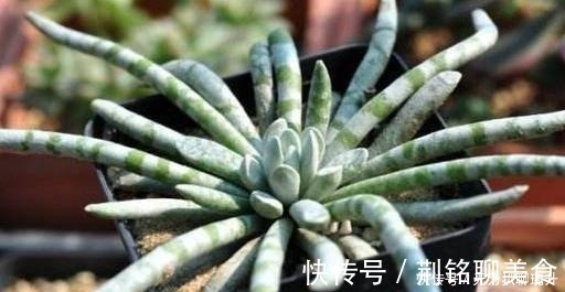 养花难不难?老花匠说:难的是养土,学会2个小诀窍,养好花不难