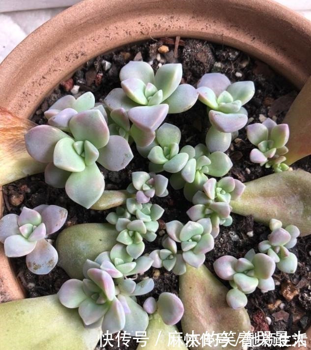 多肉|四种“零差评”多肉推荐，颜值不比桃蛋低，还容易成老桩！