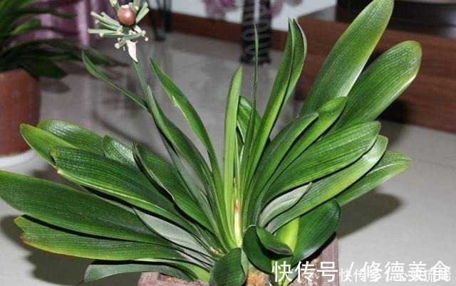 独苗|给君子兰“喂点它”,7天猛窜白根,独苗变群兰,花大压弯枝!