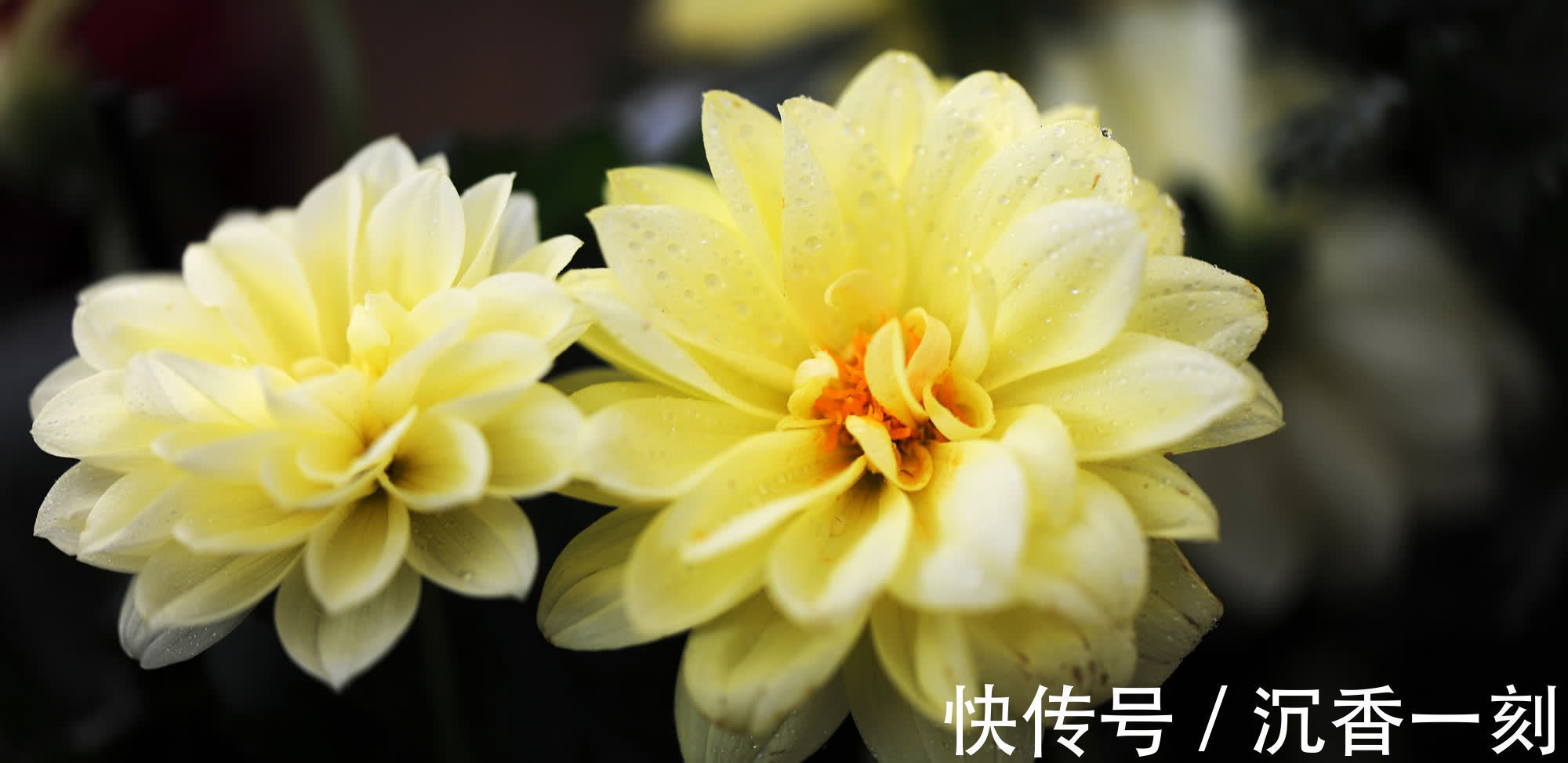 茉莉花|10种代表夏天的植物,我觉得是这些,你认为呢?