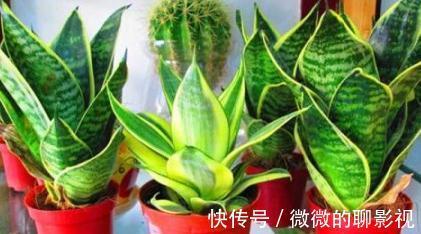 冬天室内养3种花，耐阴又好养，懒人都能养爆盆，观赏价值高