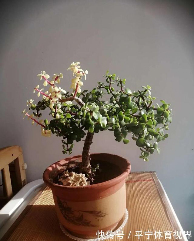 橘子皮|金枝玉叶太好养了,常用两种水,嫩叶冒不停,长势很喜人