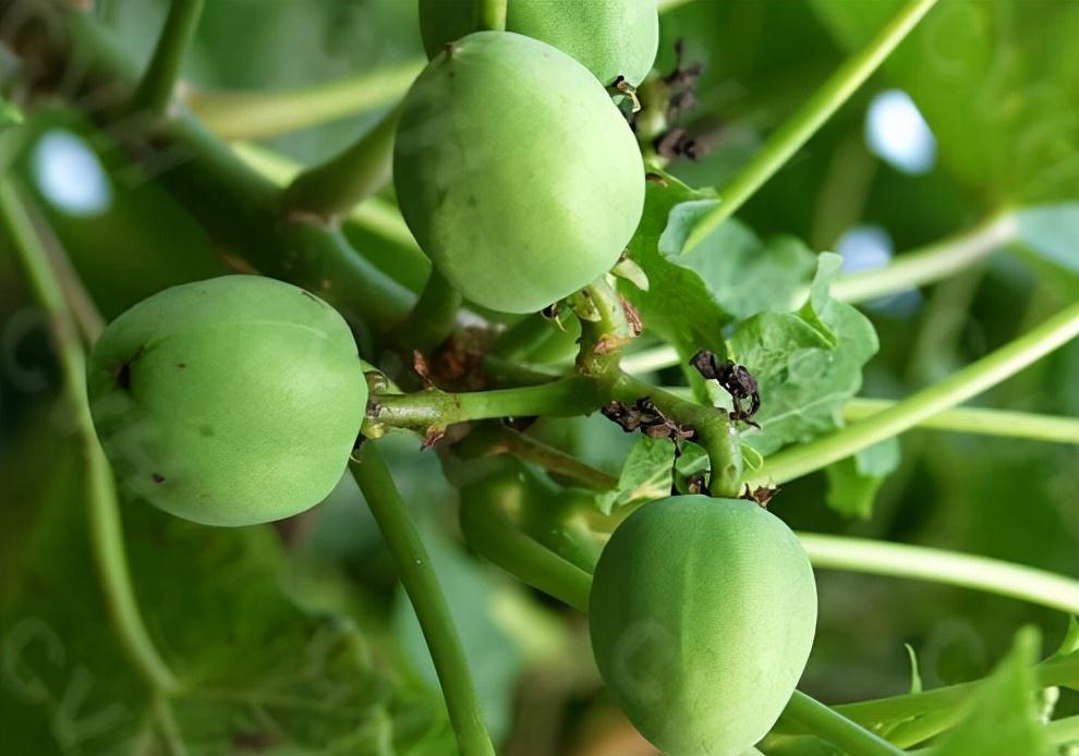 野果|5种农村常见的毒果，长相诱人但要牢记不能吃，认识不吃亏