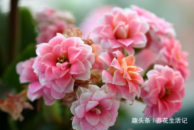 长寿花|提前为长寿花，“打下”来年开花基础，这“3点”要时刻做好