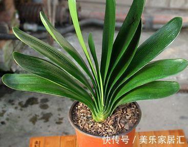 君子兰不开花,4种情况要知道,学会此样做,年年开花爆盆