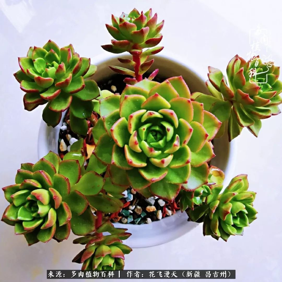 对多肉是发自内心的喜欢,心甘情愿被它们俘虏!