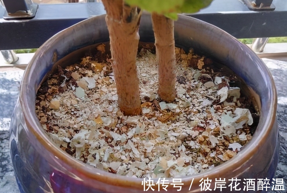 家里3样废渣,不要扔,在养花人眼里是宝贝