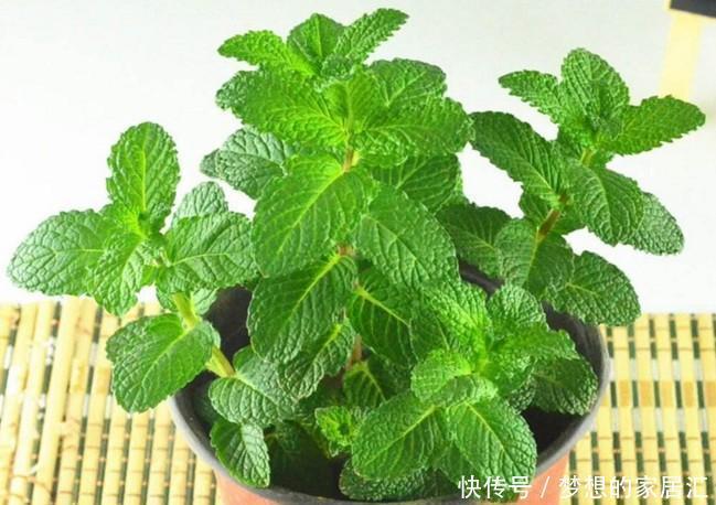 叮咬|可别小看香草薄荷的功效作用,一片叶子就能解决蚊虫叮咬的问题