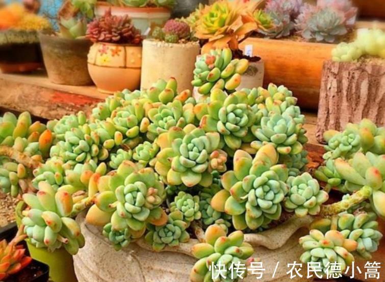 养护|秋冬养多肉,满足4个要点,盆盆妖艳,普货也能养出好状态