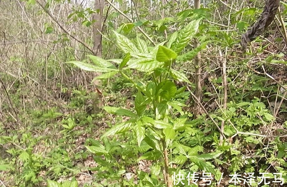 嫩枝|这种山野菜,很多人挖去种,嫩芽好吃苦中回甘,根皮可代替五加皮