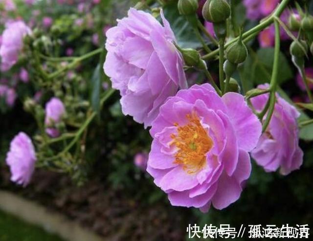 枝条|“沾土”就生根的1种花，夏天扦插2盆，9天“冒根系”，长势快
