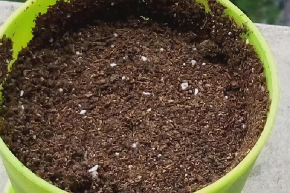  碱化|养花土“碱化”有什么危害？提前知道这几个表现，及时解决不烧根