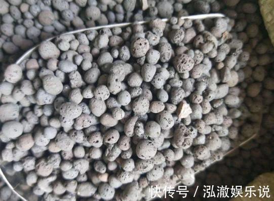 蟹爪兰|养多肉、蟹爪兰、君子兰,用它就能根固叶茂,远离烂根困扰