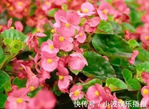 新手|花期最长的盆栽,家里养一盆,全年有花开,观赏性强,新手也能养