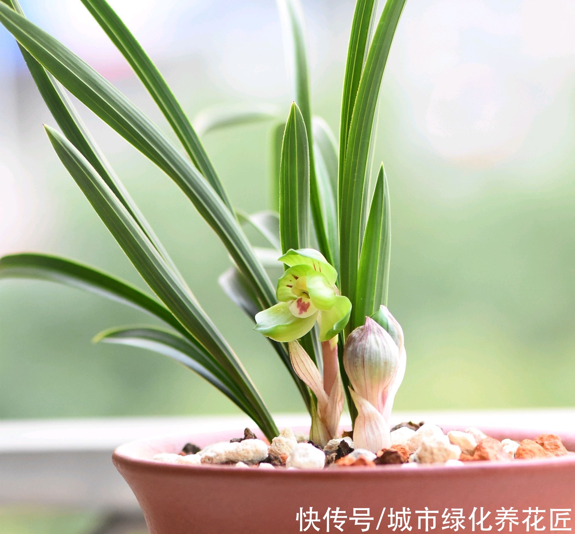  居然|绿云兰花居然开花了，没经过低温春化，绿云开得不尽人意