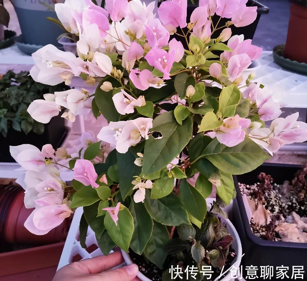 绿樱|养三角梅就养“2种”,颜色多变,勤花好看,经常开花不偷懒