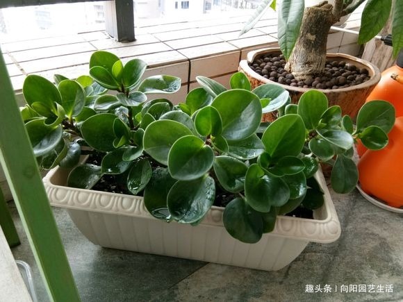 养花的5个“坏习惯”，你中了没，赶紧改掉，否则仙人掌都能养死