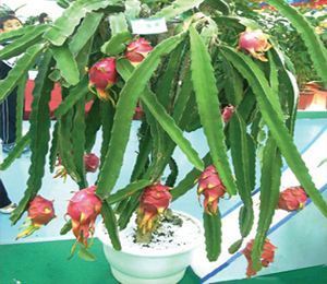 一个枝条插花盆，10天生根，当年结果50颗，超市30块钱一斤