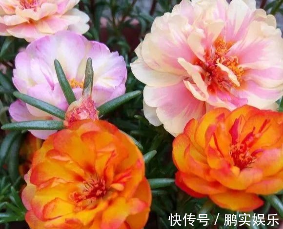 养护|养花技巧粗生粗养也能四季开花!少养1种都觉得亏了