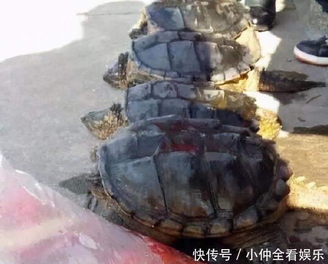 江苏钓鱼人河边发现大龟,追出十几米将其掀翻,网友:吃了它