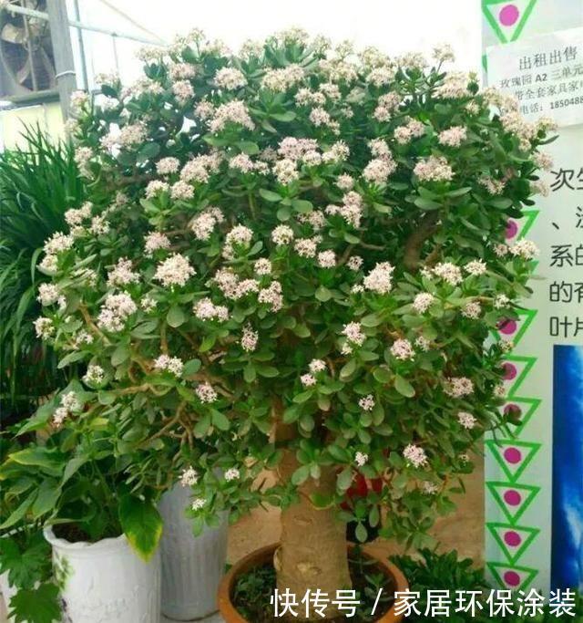 这些植物开花不常见,可遇不可求,叶片肥嘟嘟,开花太吉利